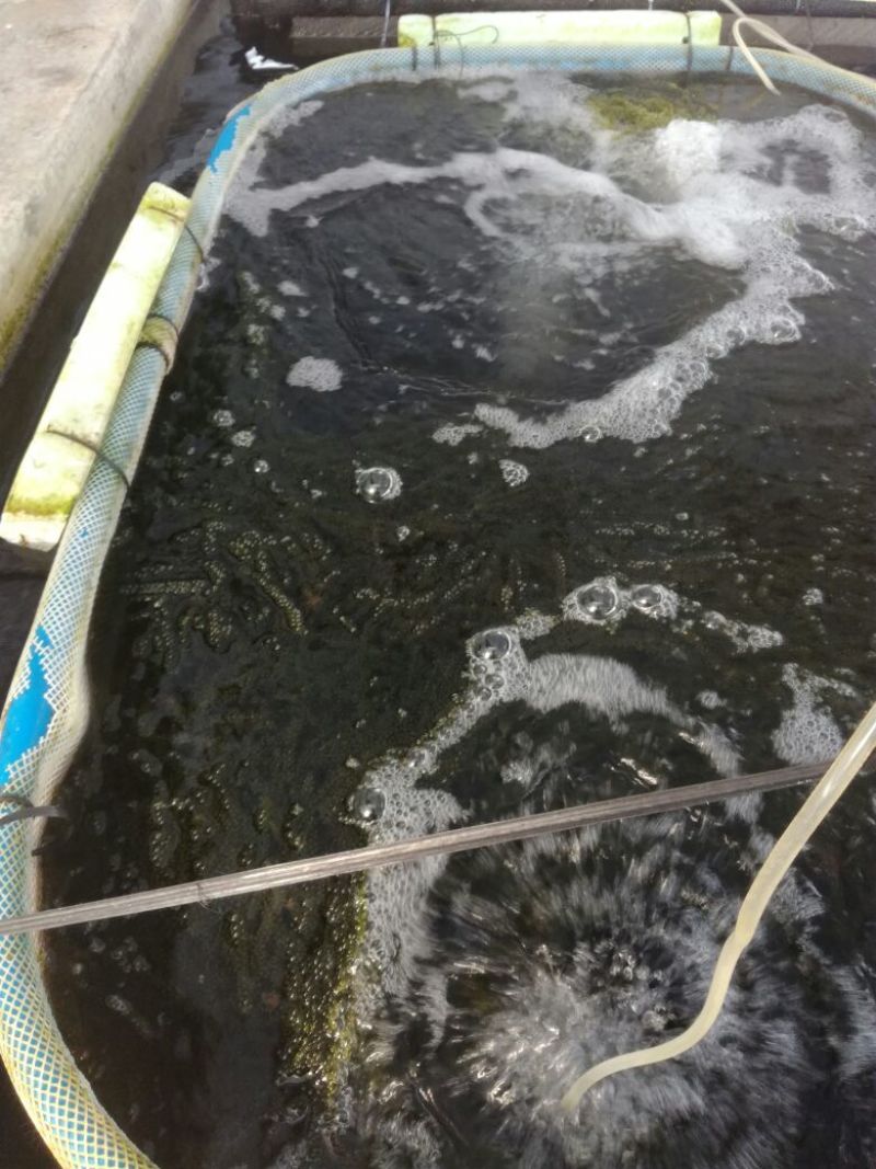 海葡萄长寿藻