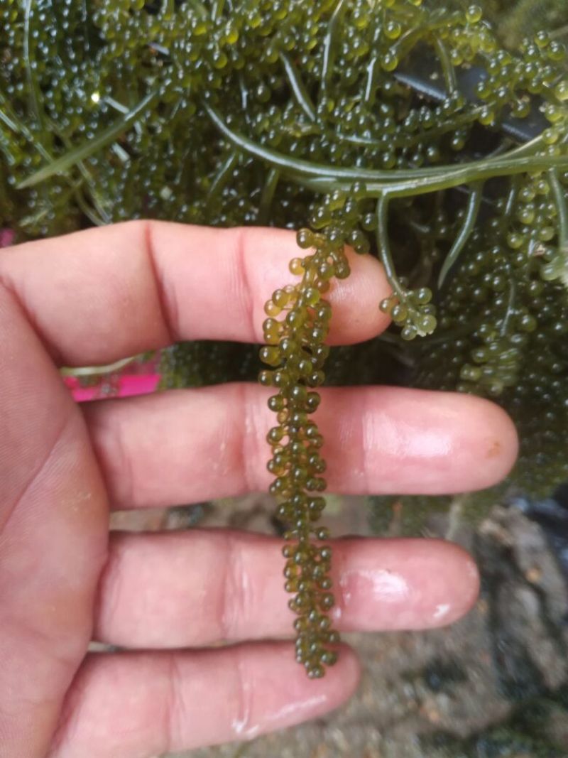 海葡萄长寿藻