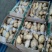 荷兰十五土豆