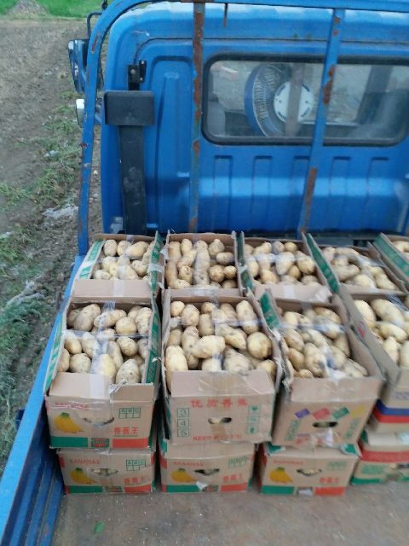 荷兰十五土豆
