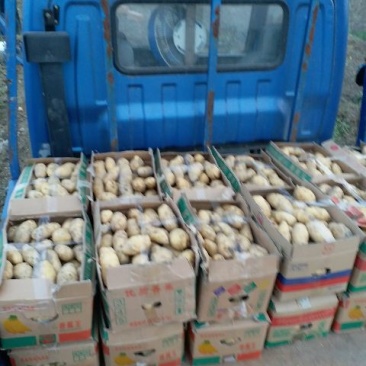 荷兰十五土豆