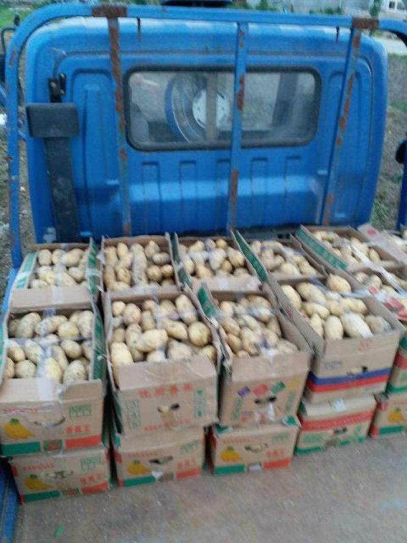 荷兰十五土豆