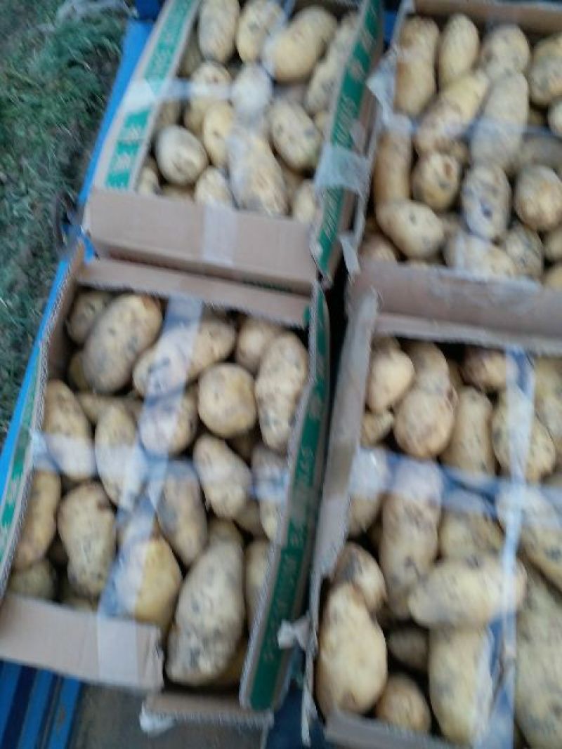 荷兰十五土豆