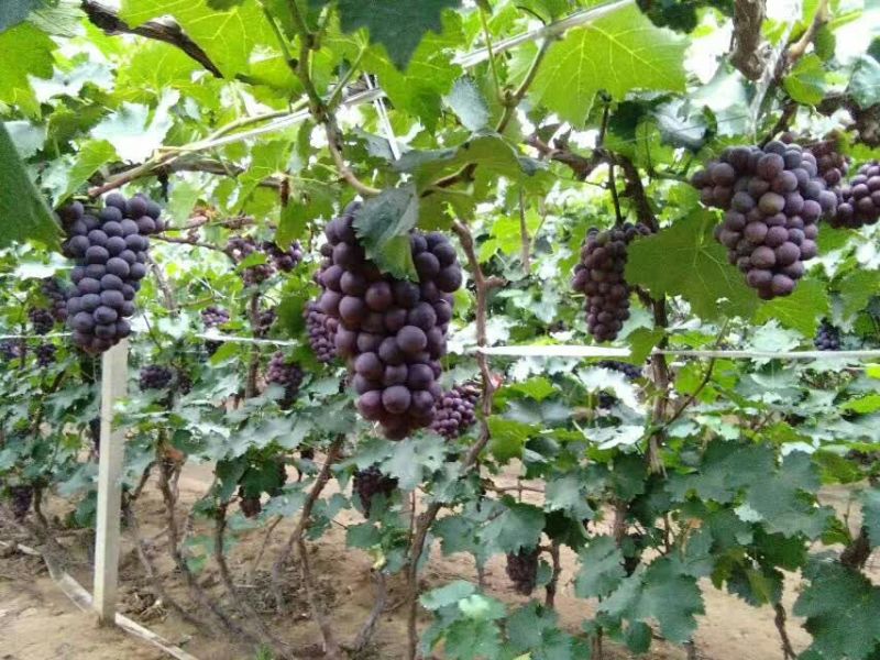 廖峰大颗粒廖峰葡萄合作社，代收合作社巨峰颗粒大果粉好
