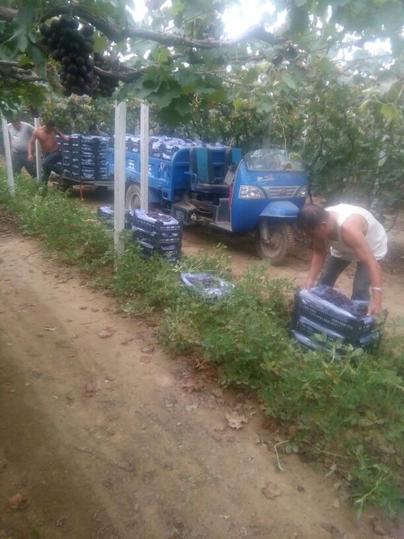 廖峰大颗粒廖峰葡萄合作社，代收合作社巨峰颗粒大果粉好