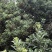 荸荠种2.5~3cm