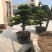 造型松罗汉松福建基地直销