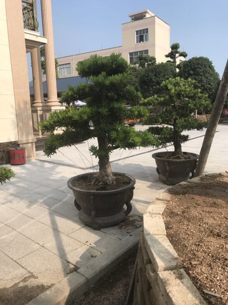 造型松罗汉松福建基地直销