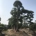 造型松罗汉松福建基地直销