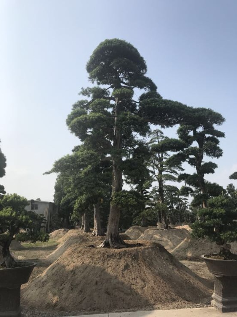 造型松罗汉松福建基地直销
