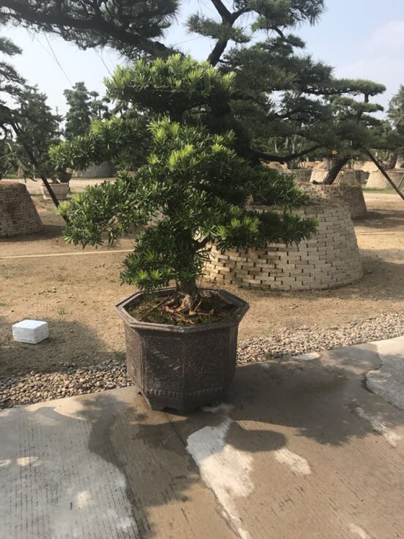 造型松罗汉松福建基地直销