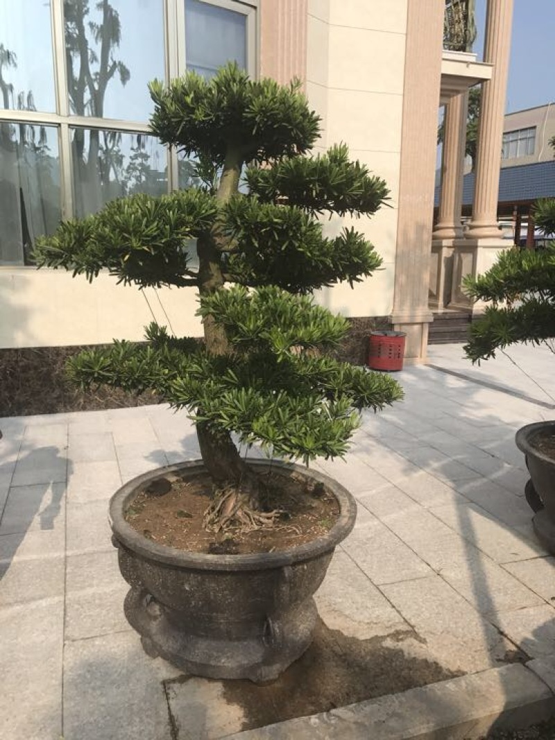 造型松罗汉松福建基地直销