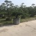 造型松罗汉松福建基地直销