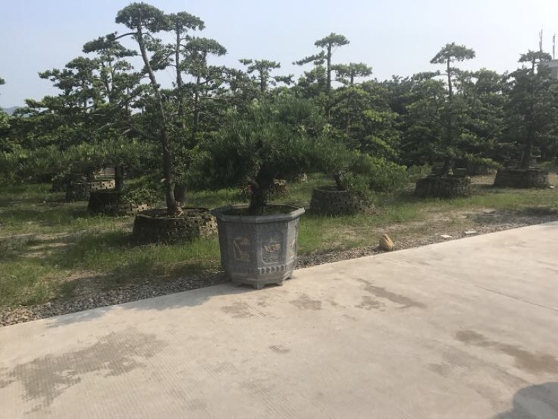 造型松罗汉松福建基地直销