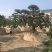 造型松罗汉松福建基地直销