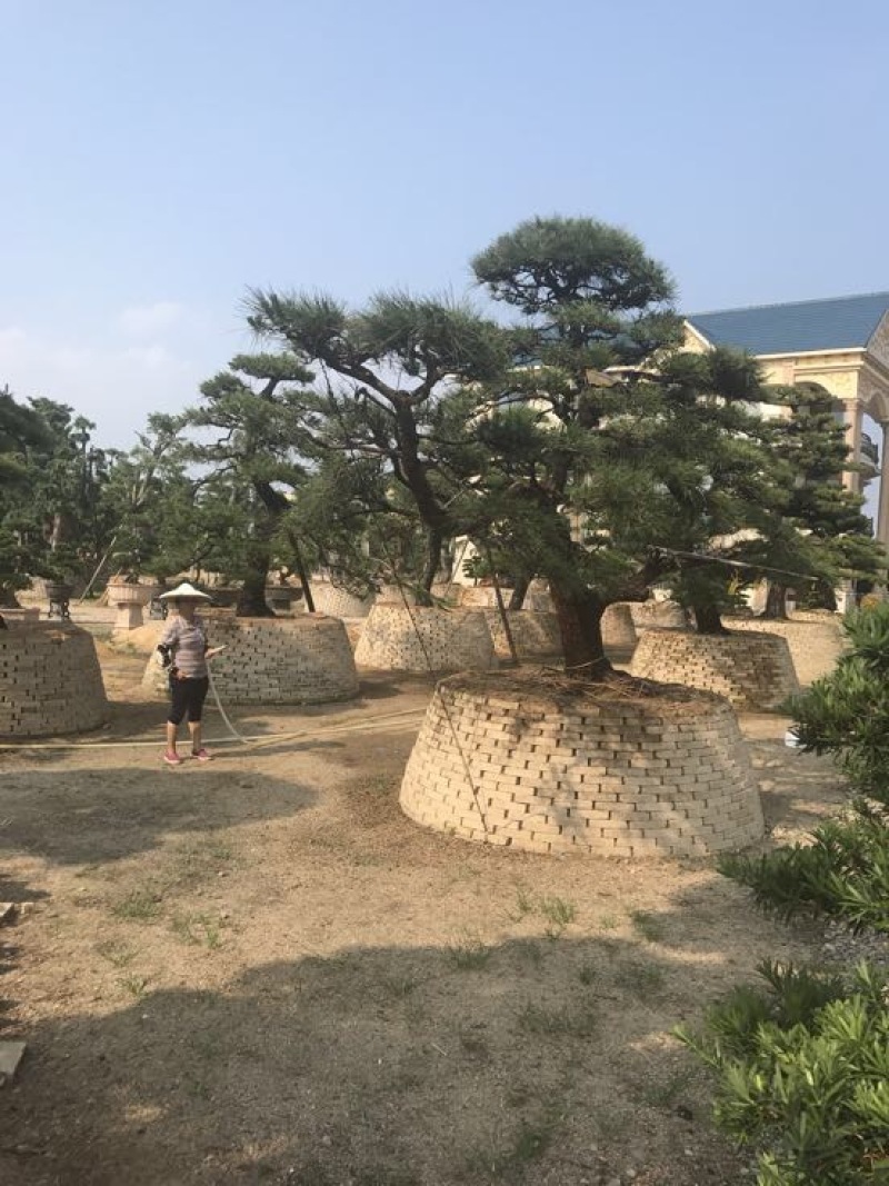 造型松罗汉松福建基地直销