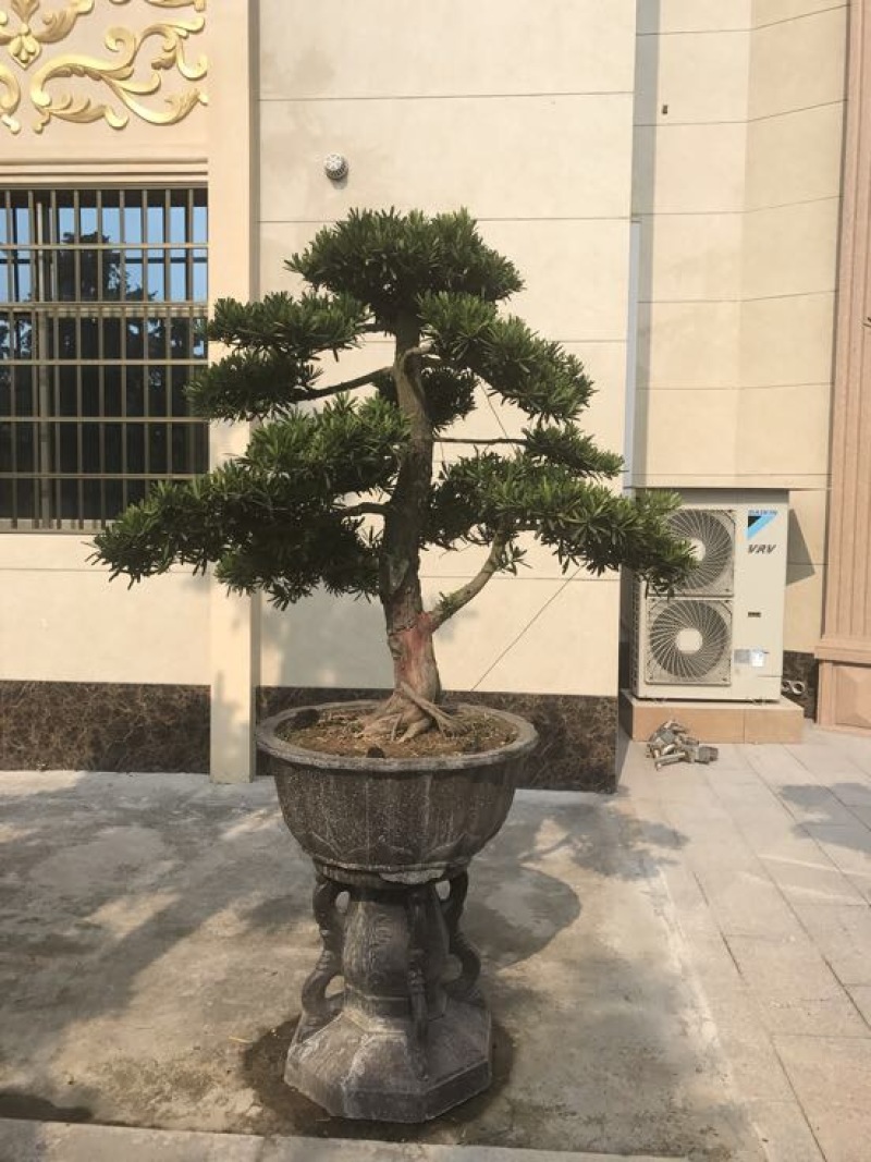 造型松罗汉松福建基地直销