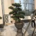 造型松罗汉松福建基地直销