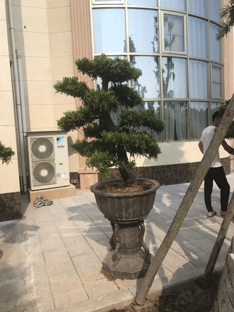 造型松罗汉松福建基地直销