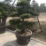 造型松罗汉松福建基地直销