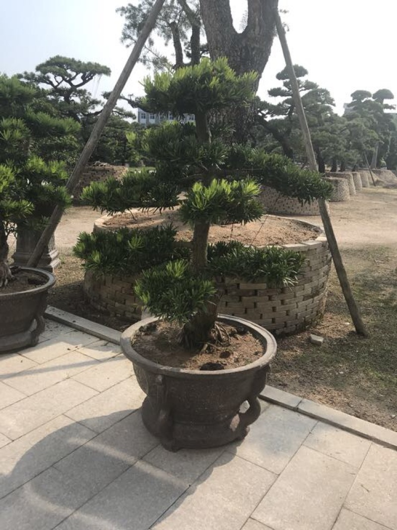 造型松罗汉松福建基地直销