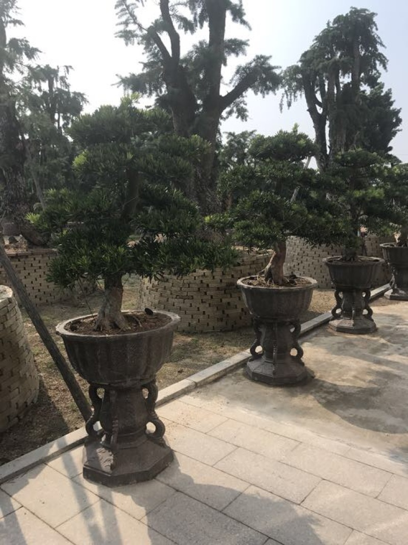 造型松罗汉松福建基地直销