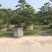 造型松罗汉松福建基地直销