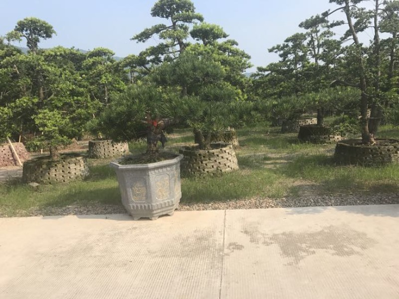 造型松罗汉松福建基地直销
