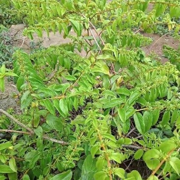 金银花