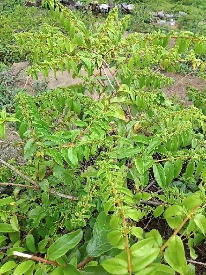 金银花