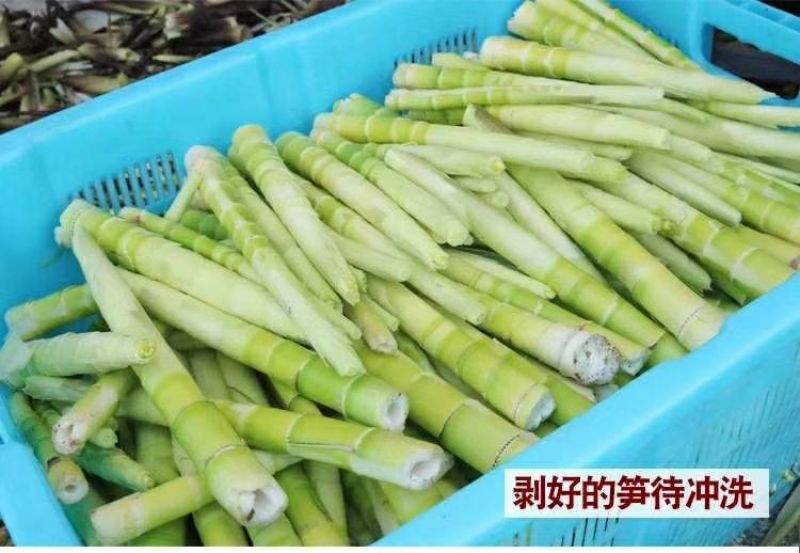 野笋干