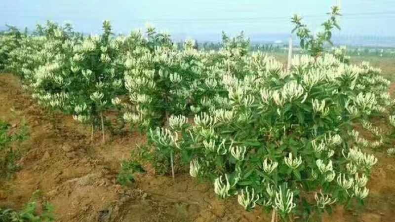 金银花苗80cm以上，品种纯正，成活率高，全国大发货