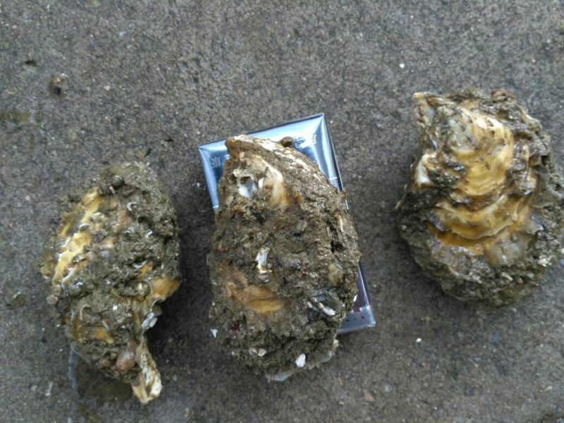 漳州生蚝一手货源，半壳，全壳生蚝