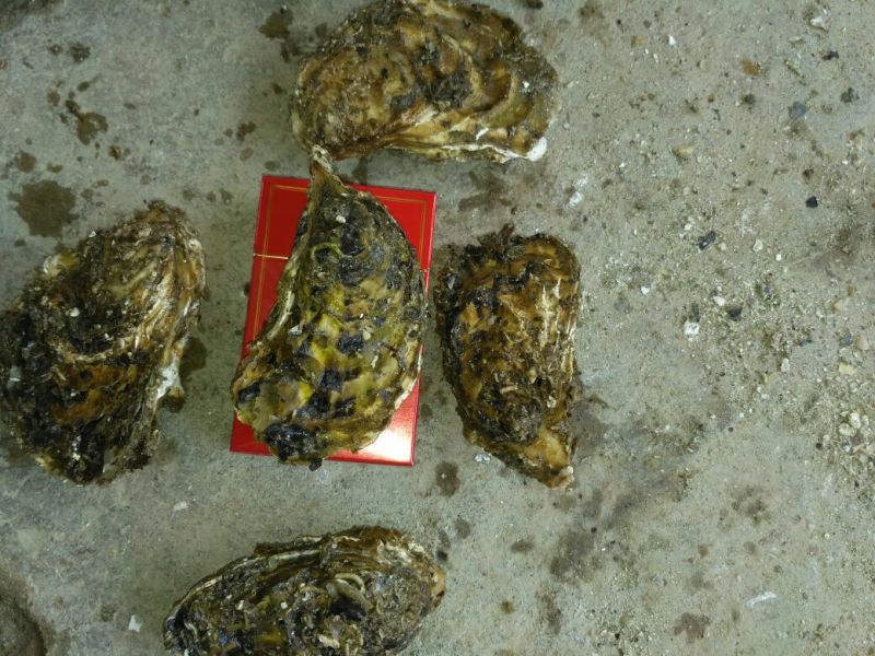 漳州生蚝一手货源，半壳，全壳生蚝