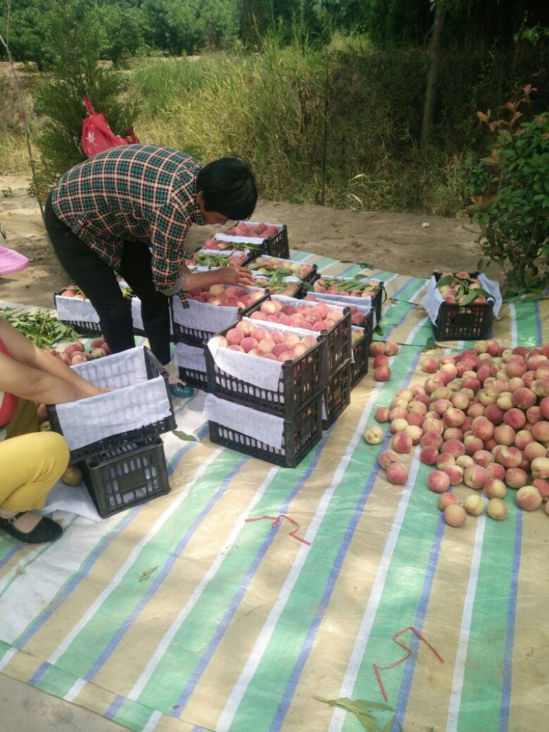 毛桃批发价格，陕西毛桃基地，大荔毛桃价格。