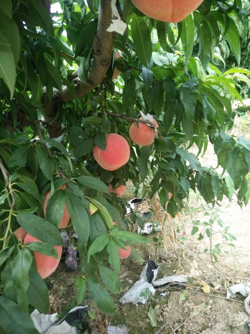 毛桃批发价格，陕西毛桃基地，大荔毛桃价格。