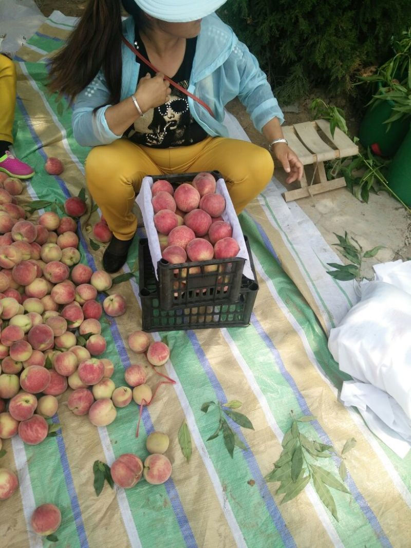 毛桃批发价格，陕西毛桃基地，大荔毛桃价格。