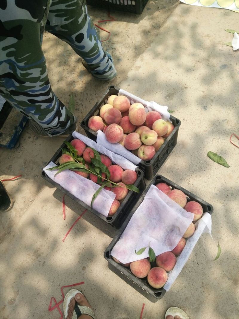 毛桃批发价格，陕西毛桃基地，大荔毛桃价格。