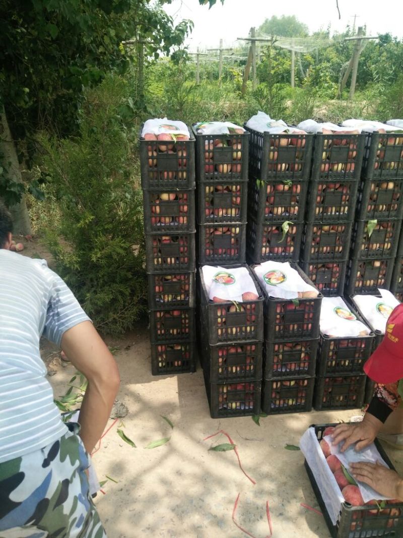 毛桃批发价格，陕西毛桃基地，大荔毛桃价格。