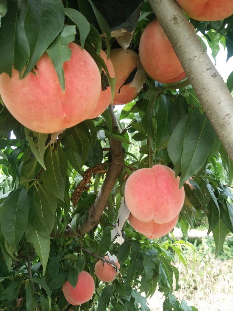 毛桃批发价格，陕西毛桃基地，大荔毛桃价格。