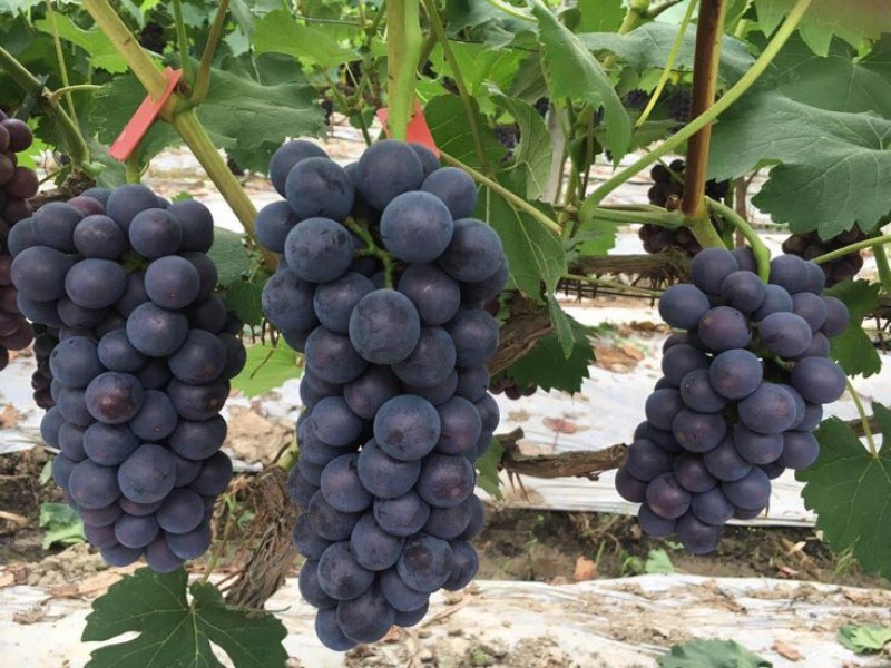 夏黑葡萄1~2斤5%以下
