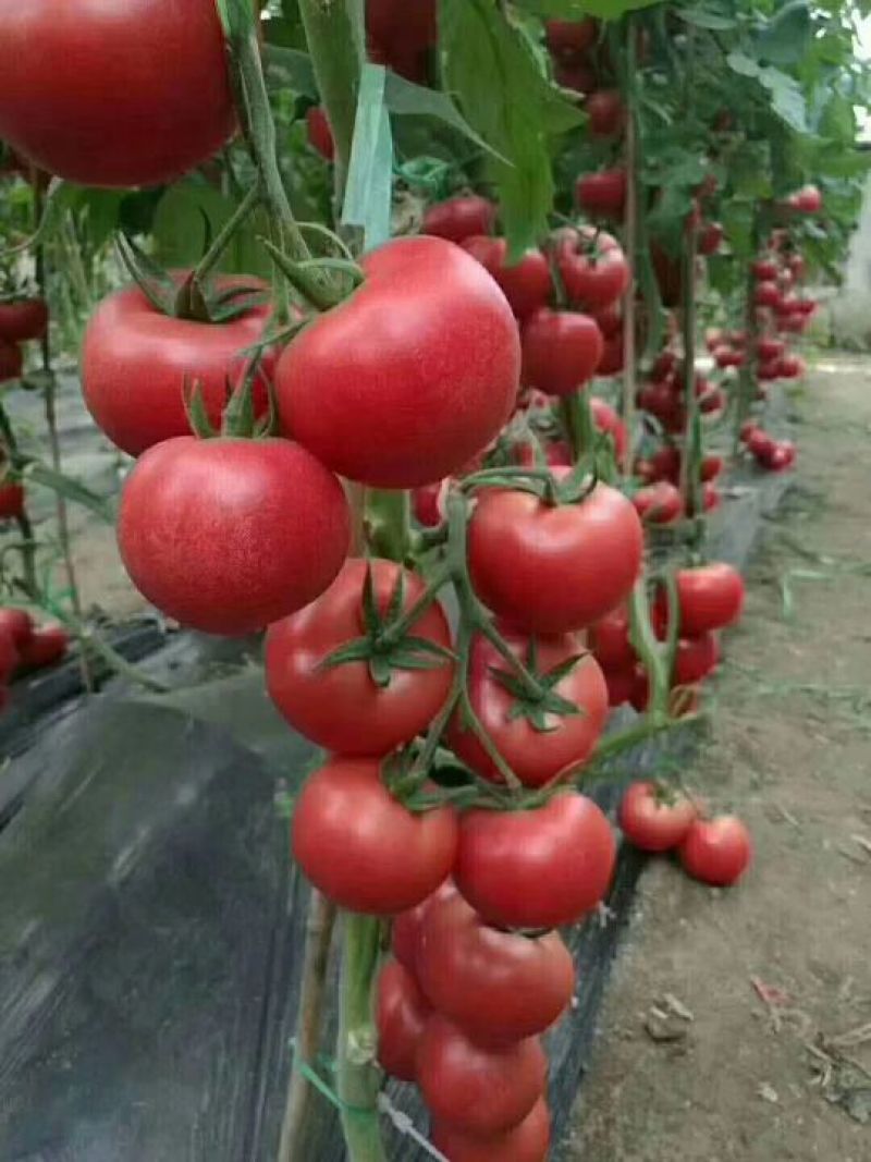 西红柿苗四叶一心1000颗起售
