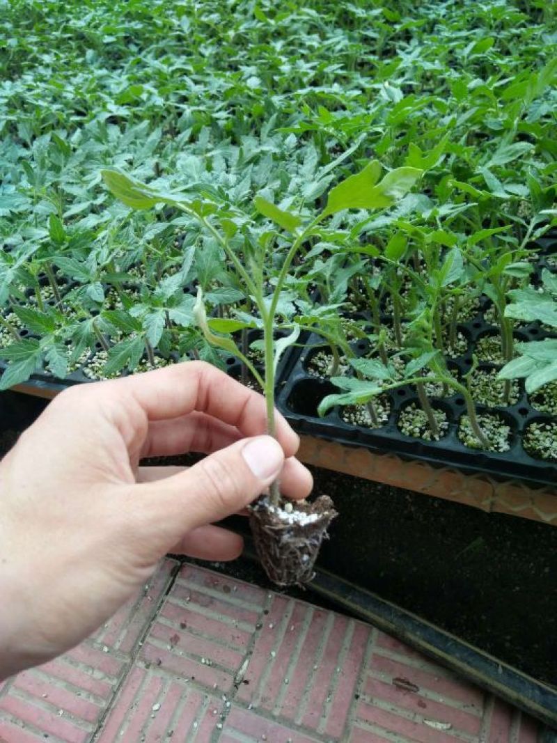 西红柿苗四叶一心1000颗起售
