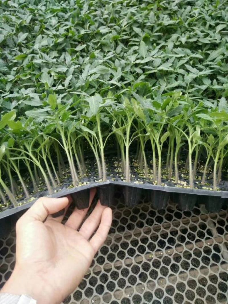 西红柿苗四叶一心1000颗起售