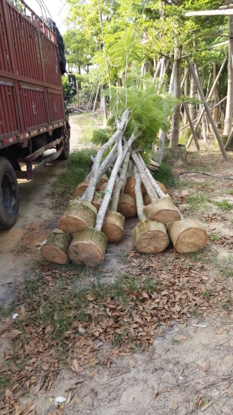 广东普宁蓝花楹，规格齐全，现挖现发，基地直发，品质保证