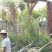广东普宁蓝花楹，规格齐全，现挖现发，基地直发，品质保证