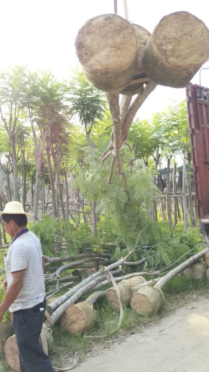 广东普宁蓝花楹，规格齐全，现挖现发，基地直发，品质保证