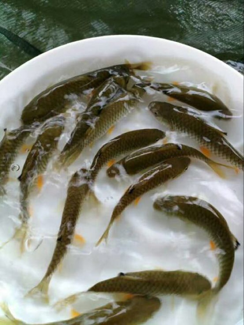 军鱼苗青竹鲩鱼苗，中华倒刺耙鱼苗场地批发