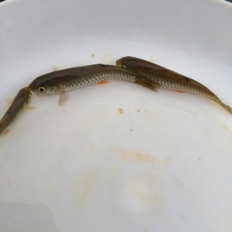 军鱼苗青竹鲩鱼苗，中华倒刺耙鱼苗场地批发