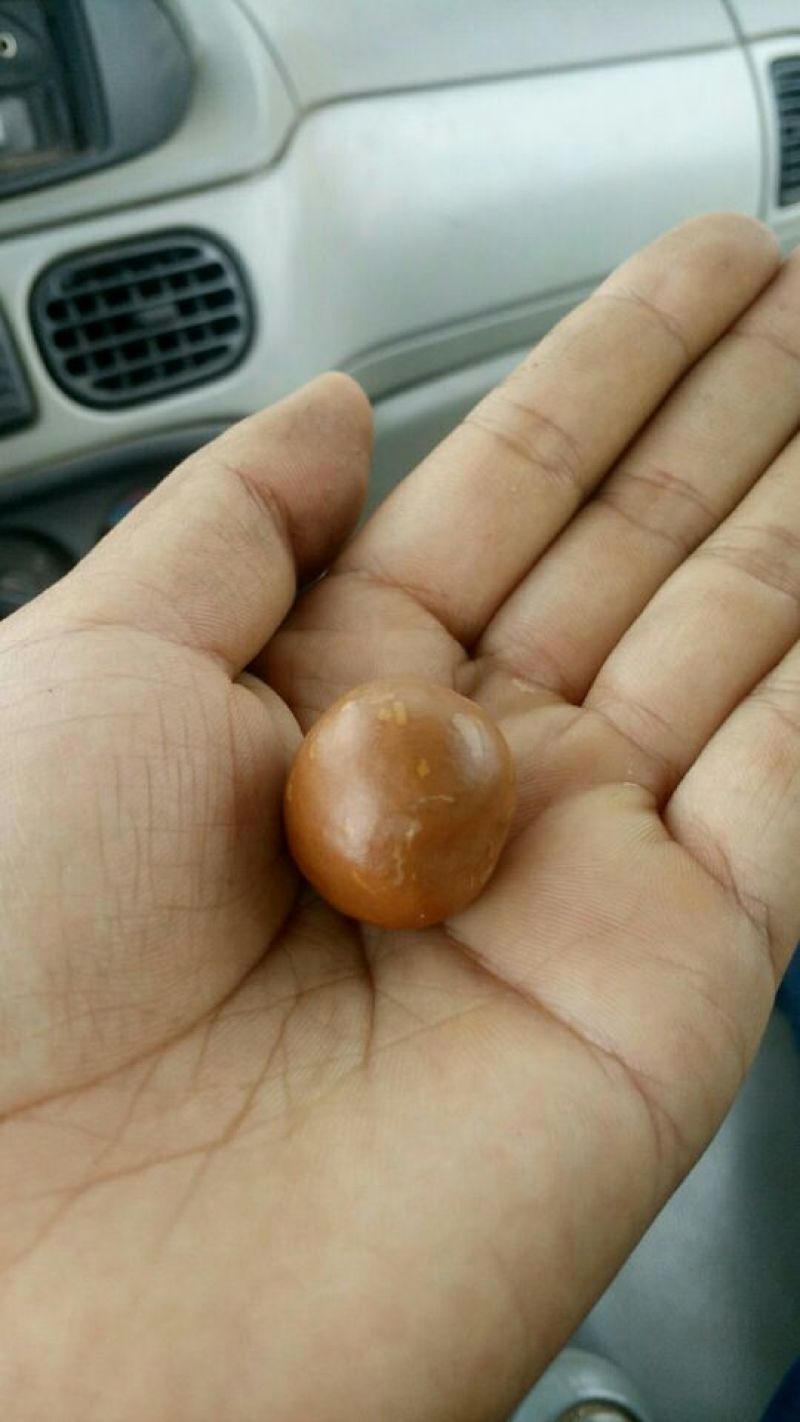 成品澳洲坚果大苗出售